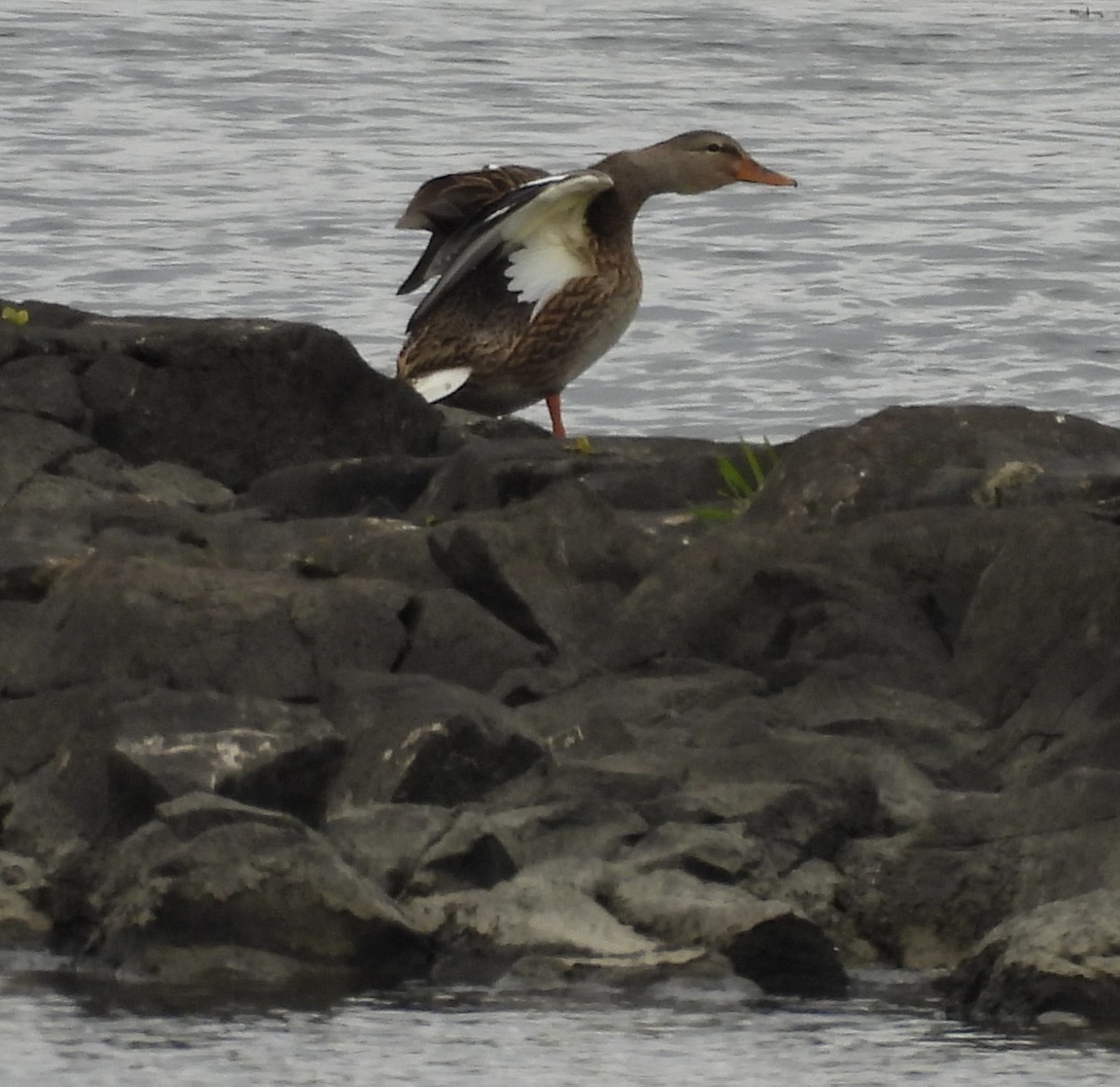 Mallard - ML645725919