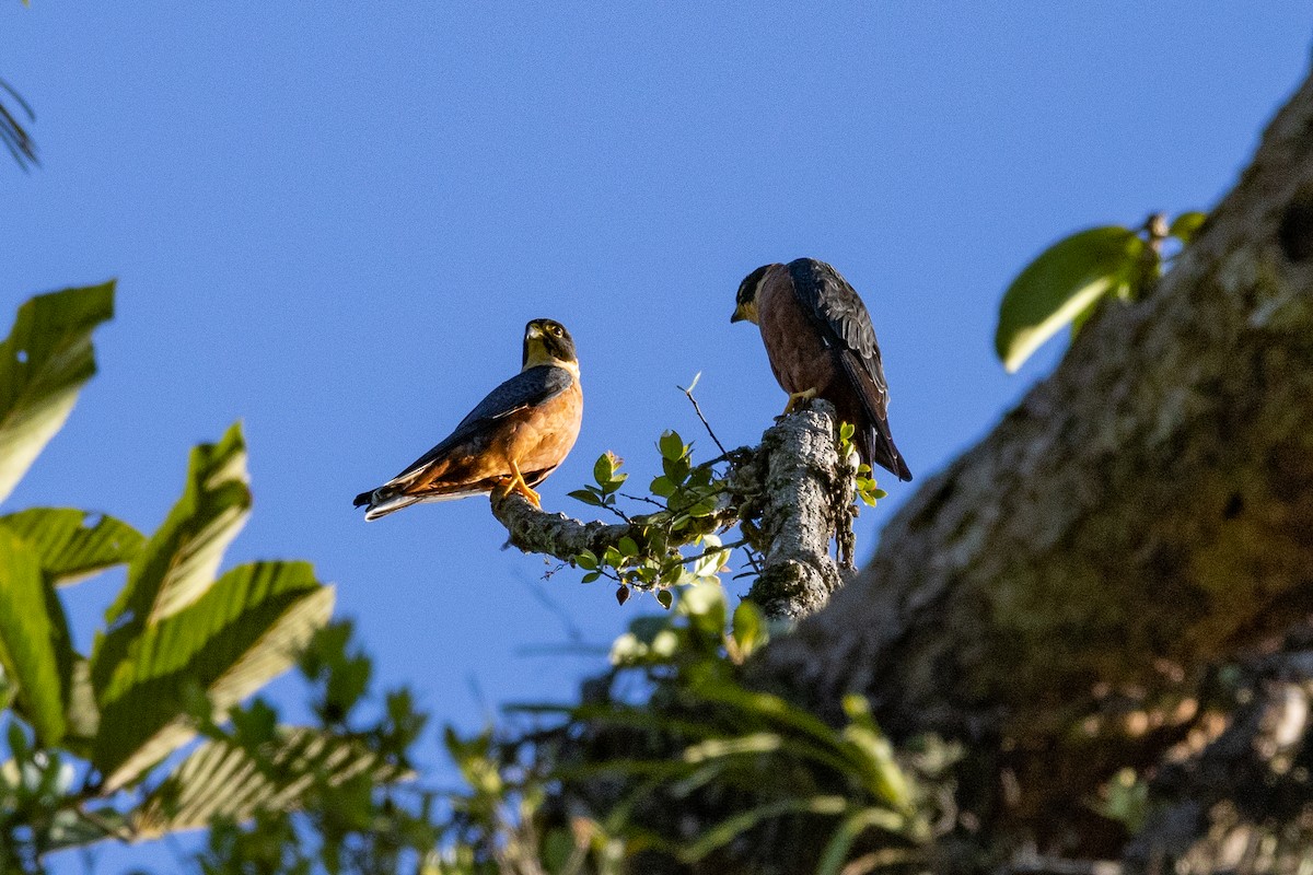 Oriental Hobby - ML645725924