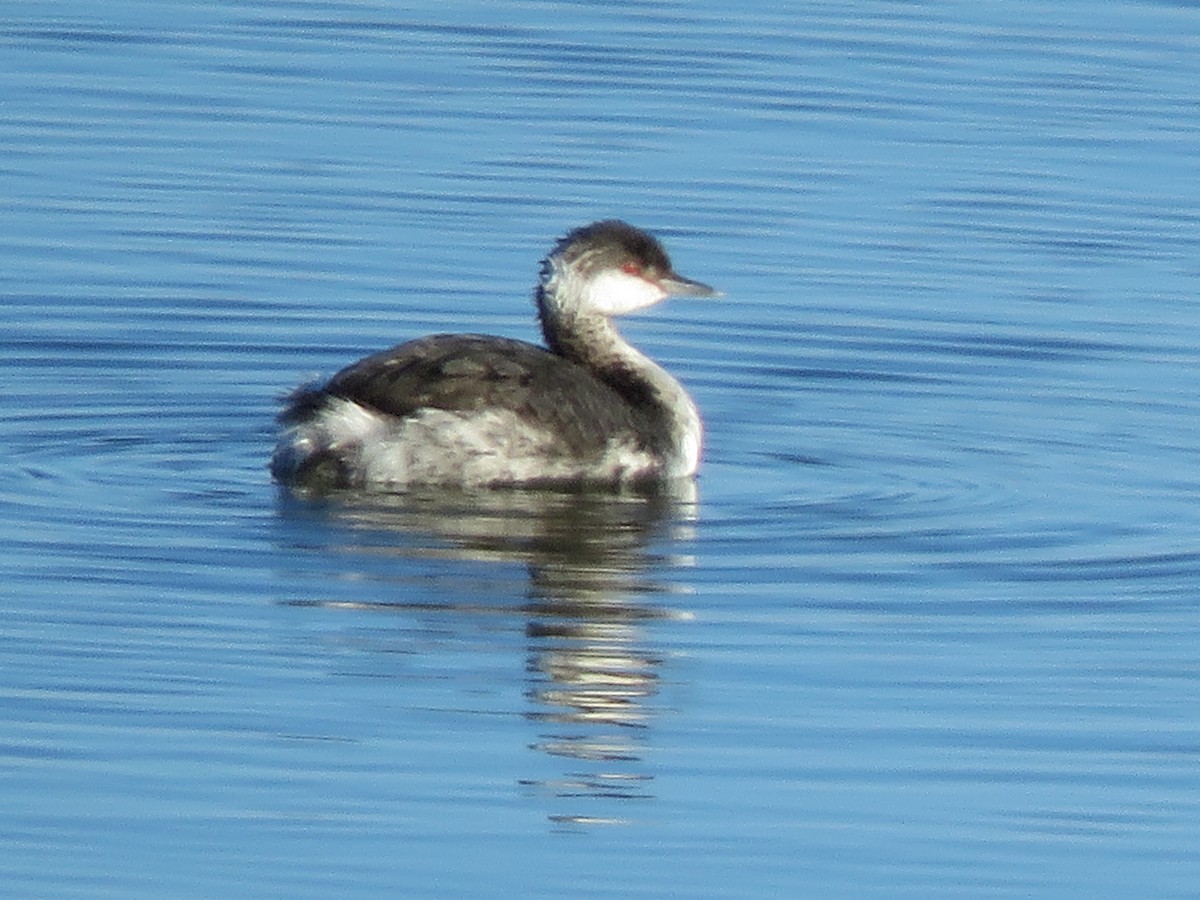 Horned Grebe - ML645725925