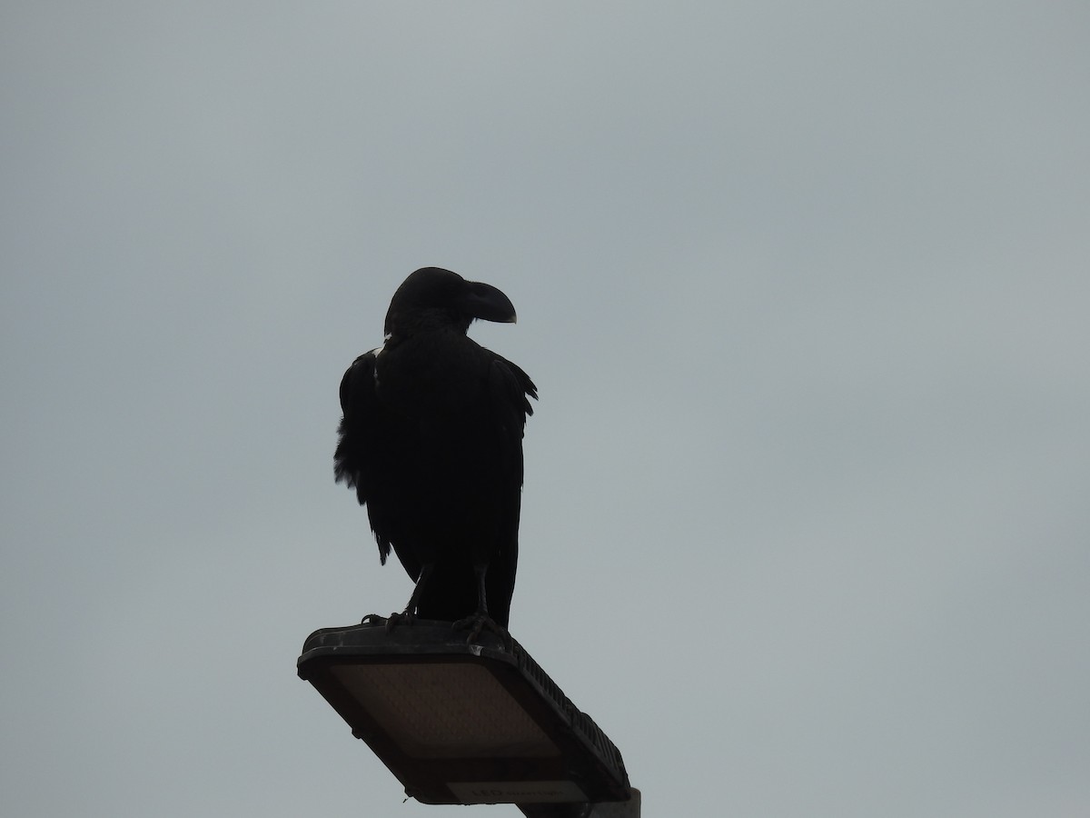 White-necked Raven - ML645725947