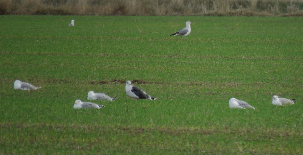 Zafferano - ML645725950