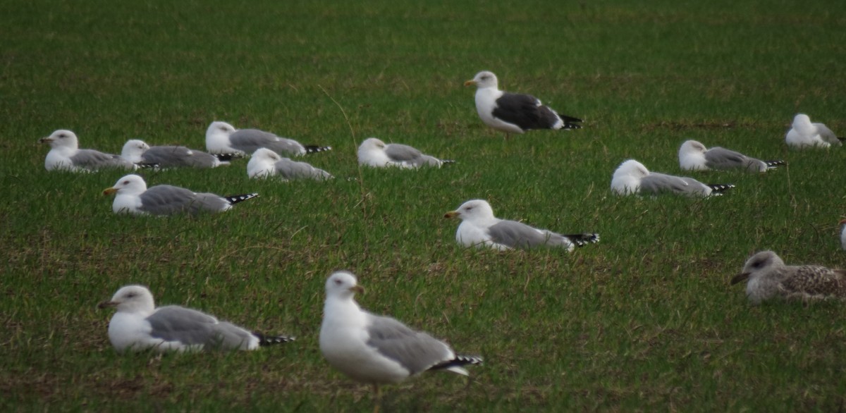 Zafferano - ML645725951