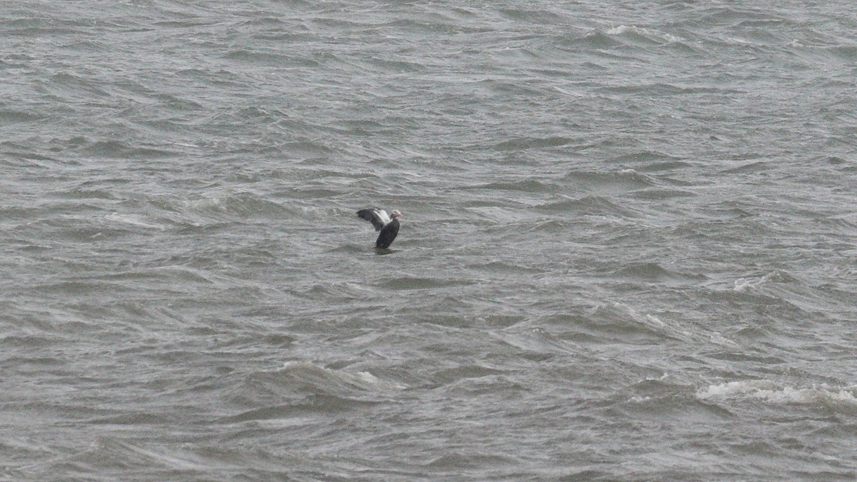 Spectacled Eider - ML645725952