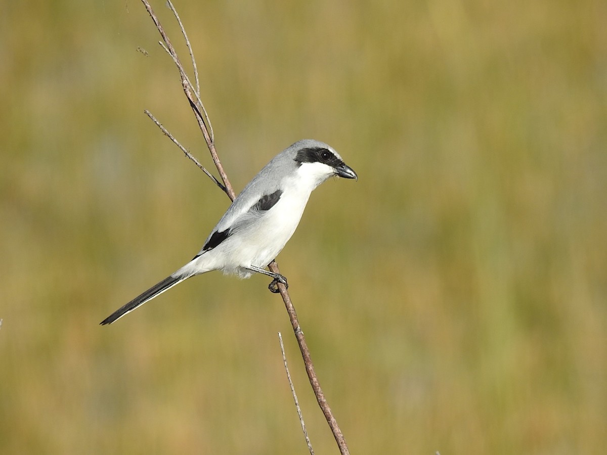 Loggerhead Shrike - ML645725959