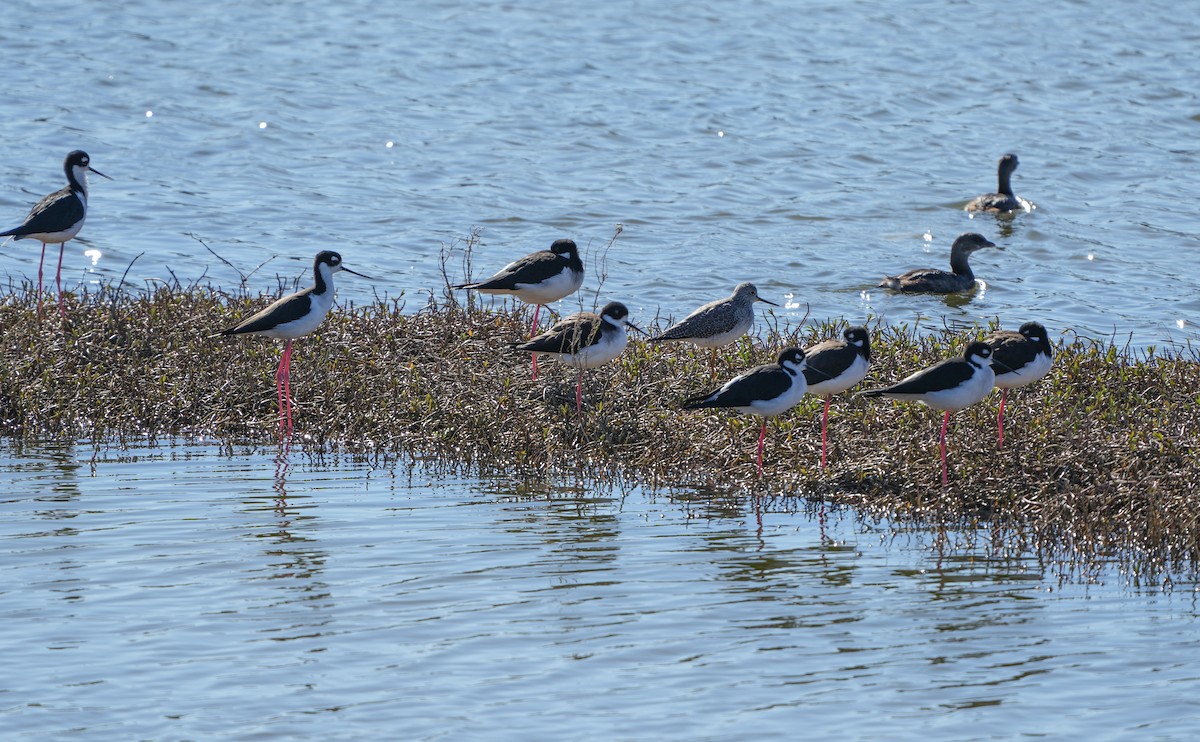 Black-necked Stilt - ML645725960