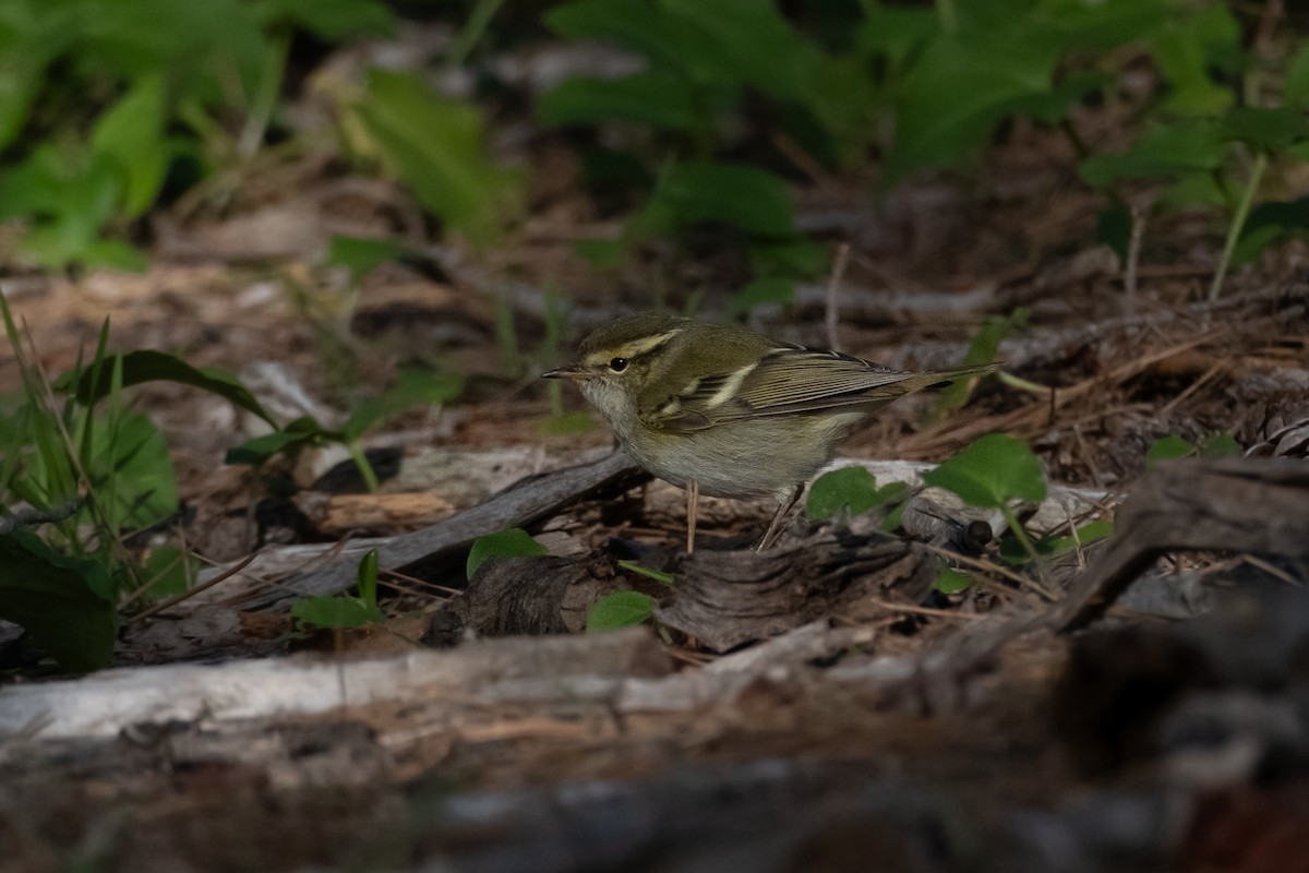 Yellow-browed Warbler - ML645725961
