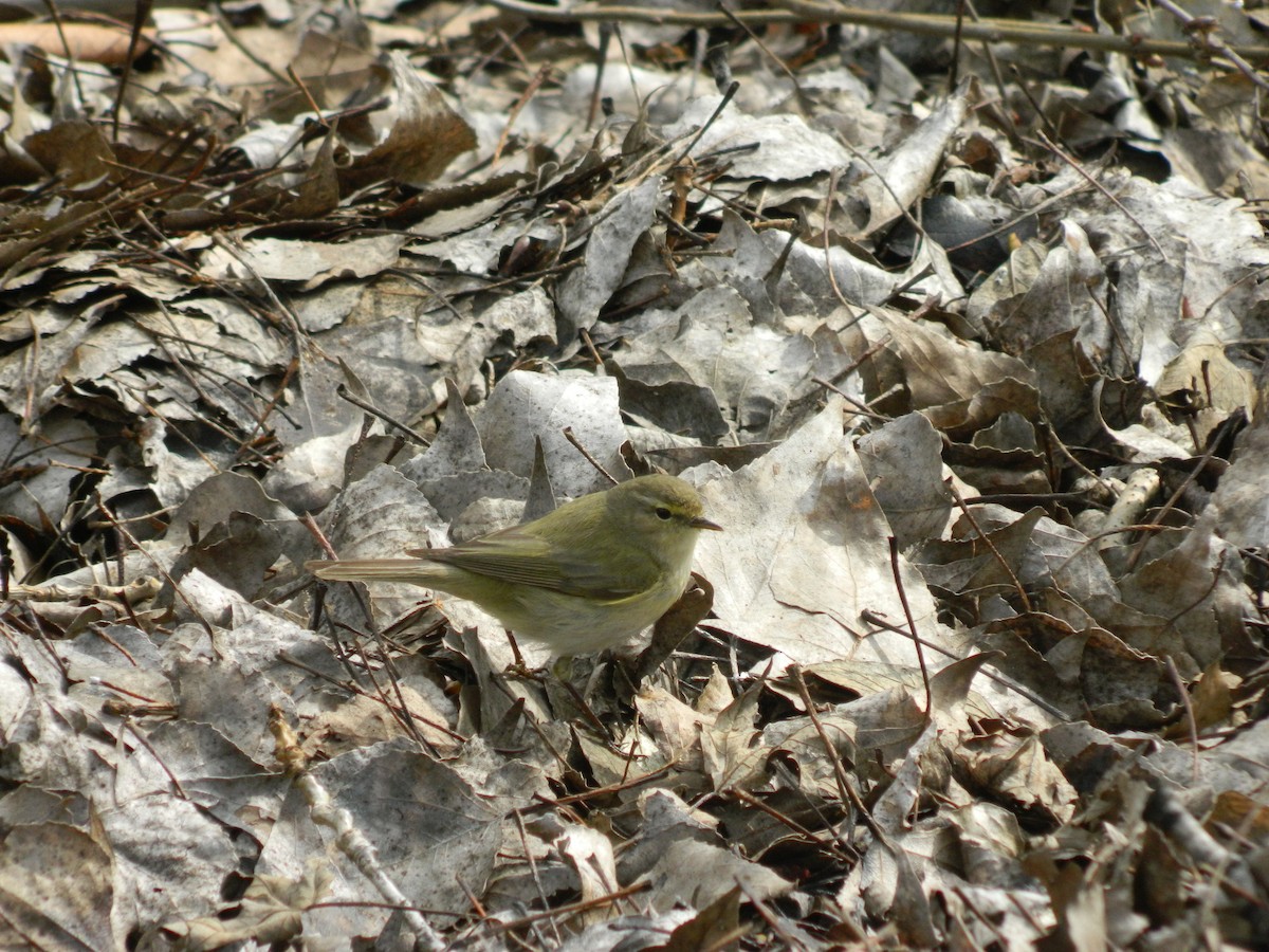 Common Chiffchaff - ML645725962