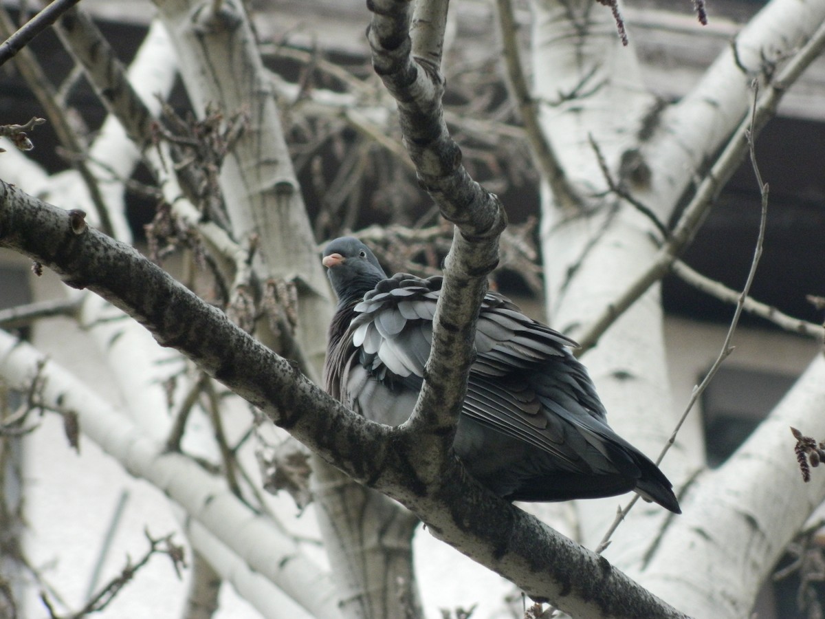 Common Wood-Pigeon - ML645725963