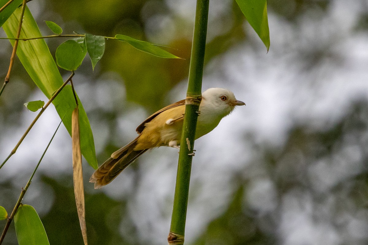 White-hooded Babbler - ML645725965