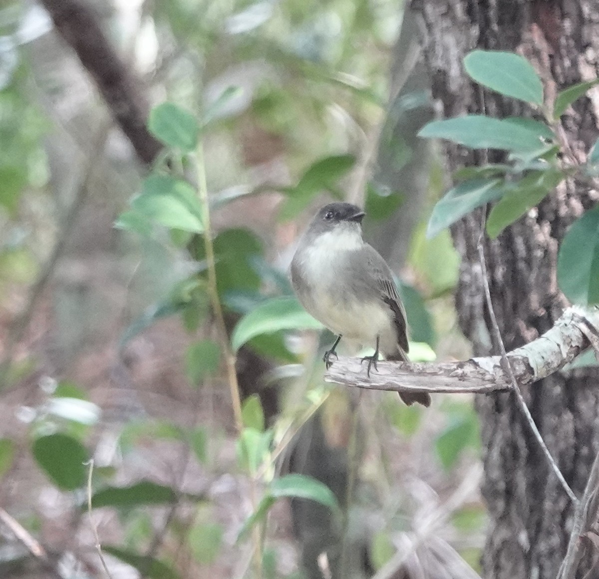 Eastern Phoebe - ML645725966
