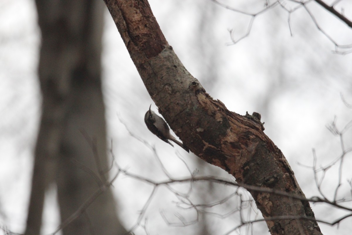 Brown Creeper - ML645725967