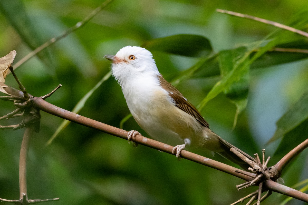 White-hooded Babbler - ML645725968