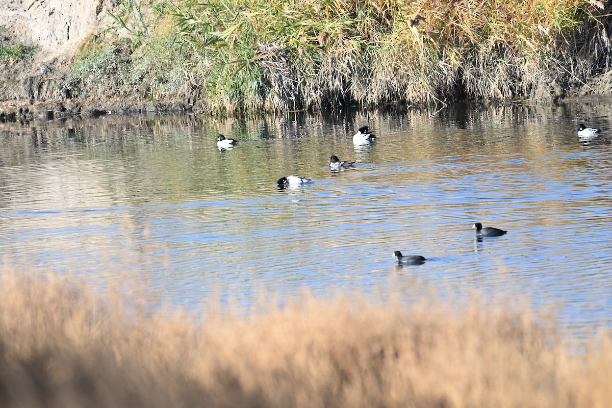 Barrow's Goldeneye - ML645725970