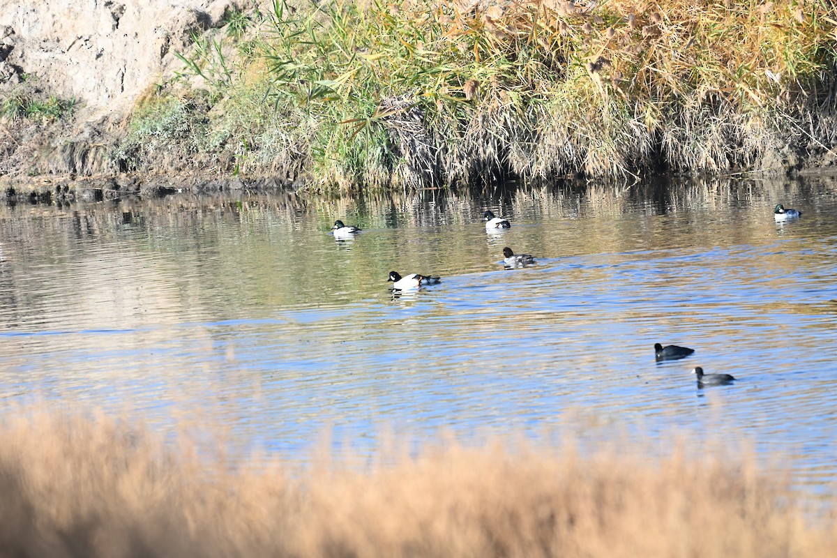 Barrow's Goldeneye - ML645725971