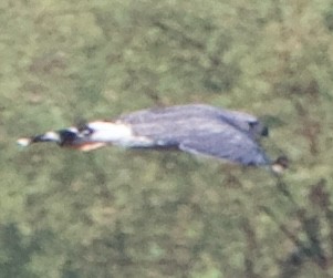 Gray Hawk - ML645725974