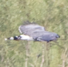 Gray Hawk - ML645725975