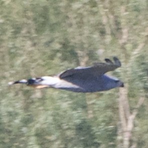 Gray Hawk - ML645725976