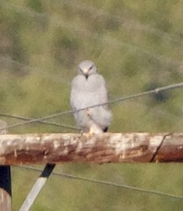 Gray Hawk - ML645725977