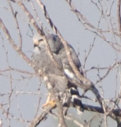 Gray Hawk - ML645725978