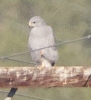 Gray Hawk - ML645725979