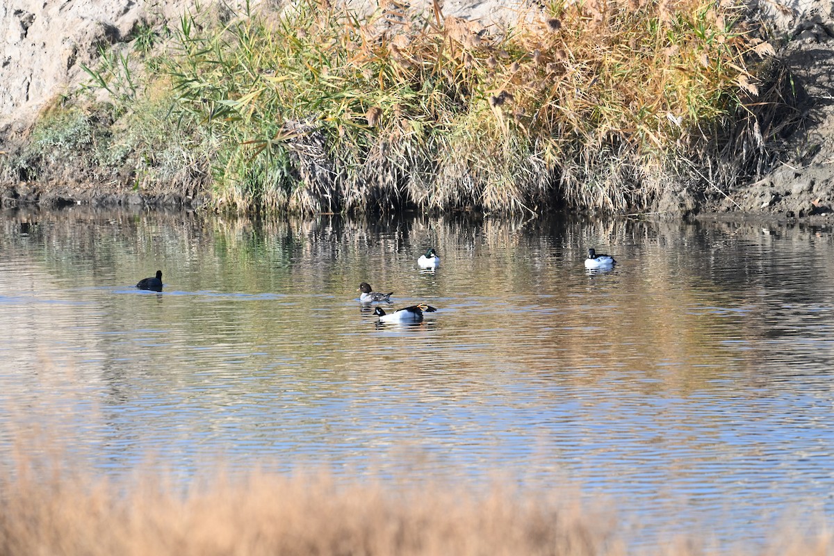 Barrow's Goldeneye - ML645725980