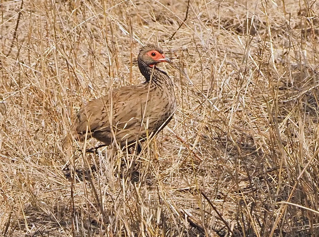 Swainson's Spurfowl - ML645725981