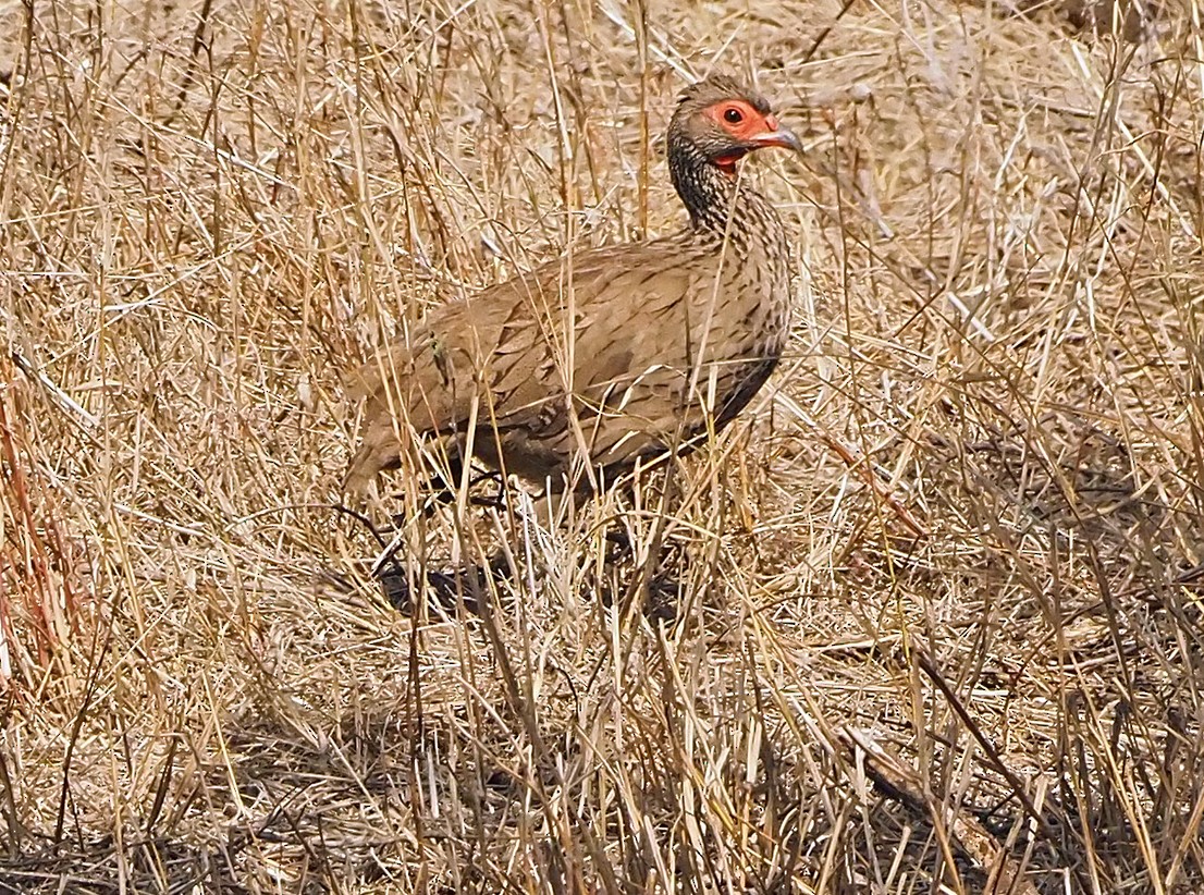 Swainson's Spurfowl - ML645725982