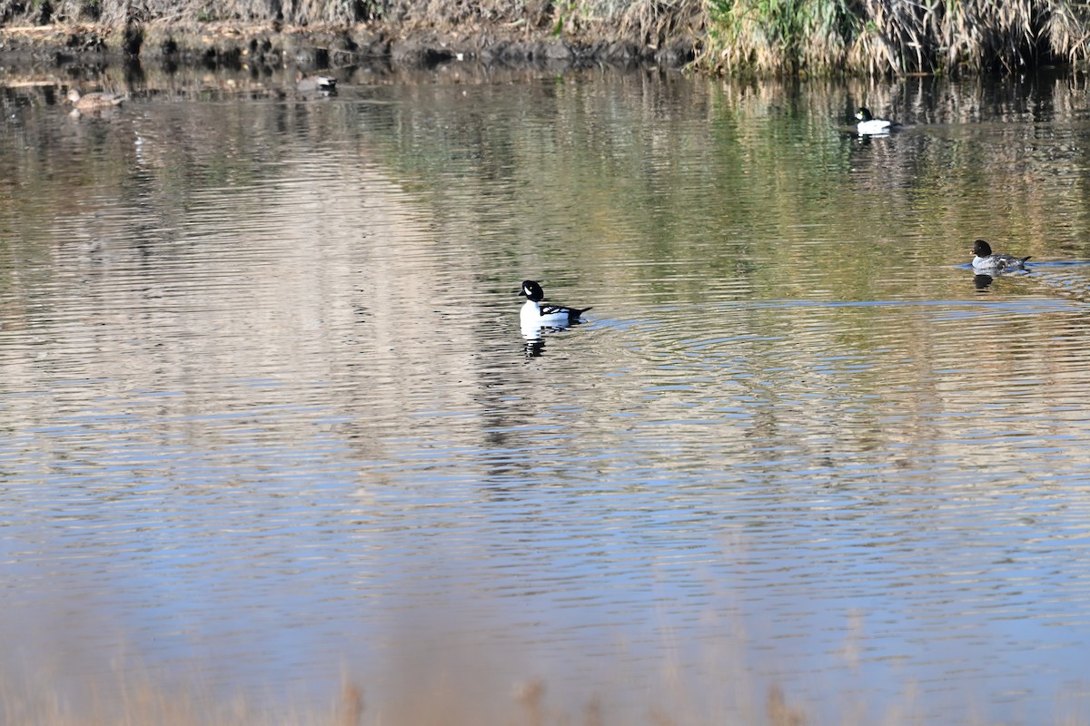 Barrow's Goldeneye - ML645725983