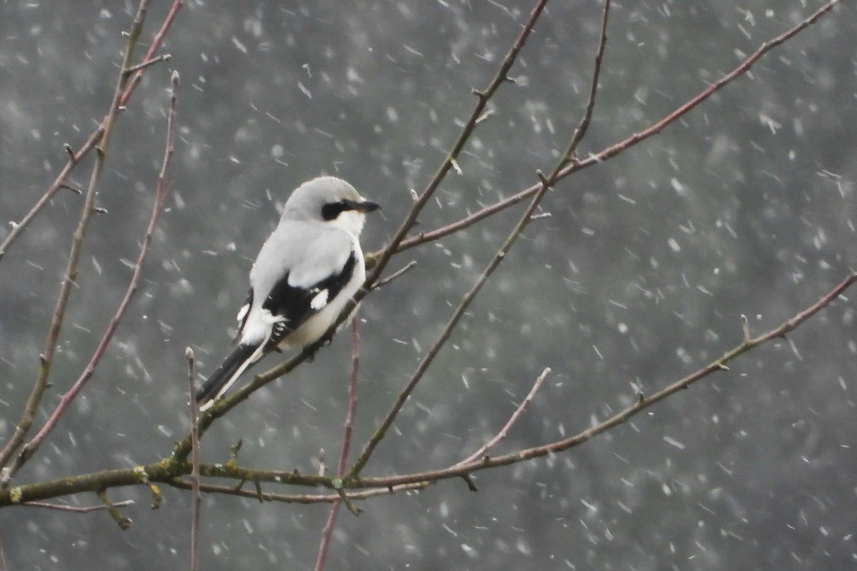 Great Gray Shrike - ML645725984