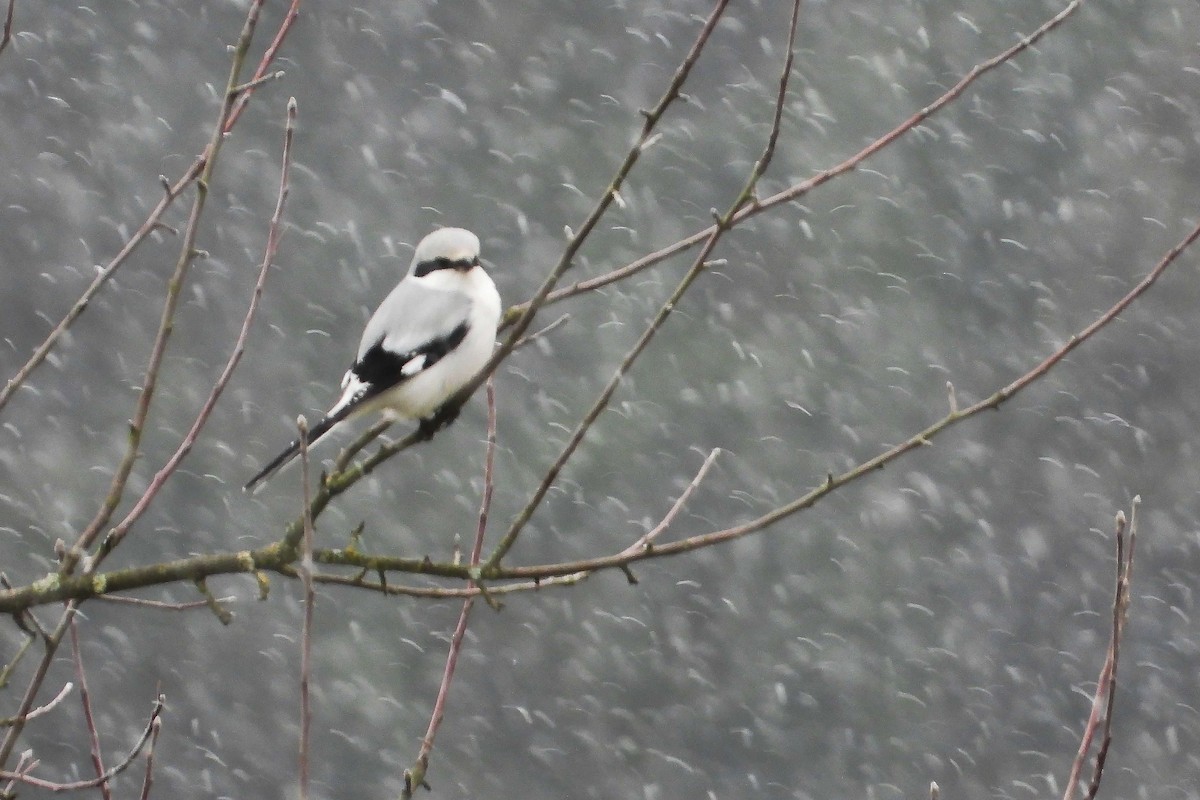Great Gray Shrike - ML645725985