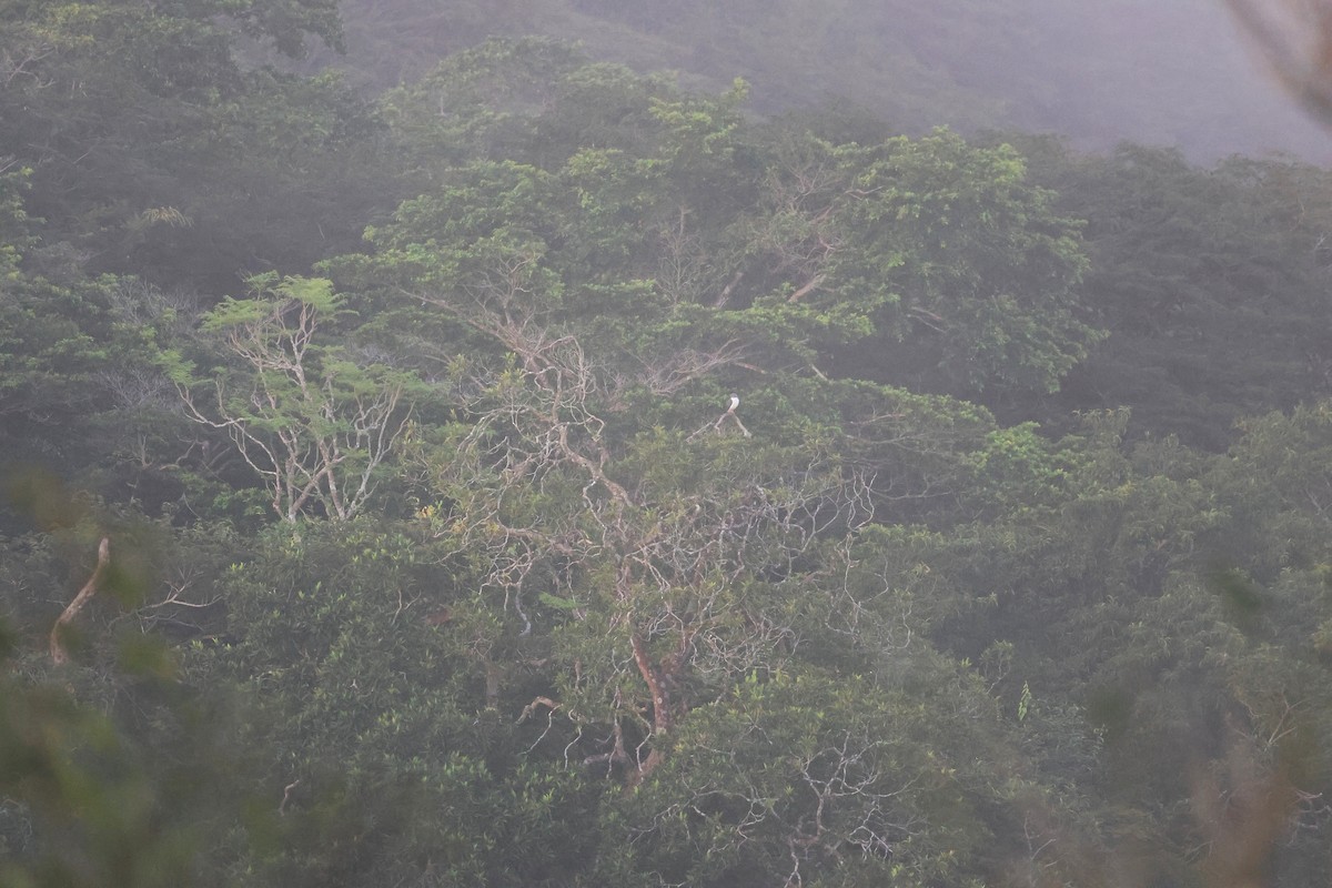 Semiplumbeous Hawk - ML645725989