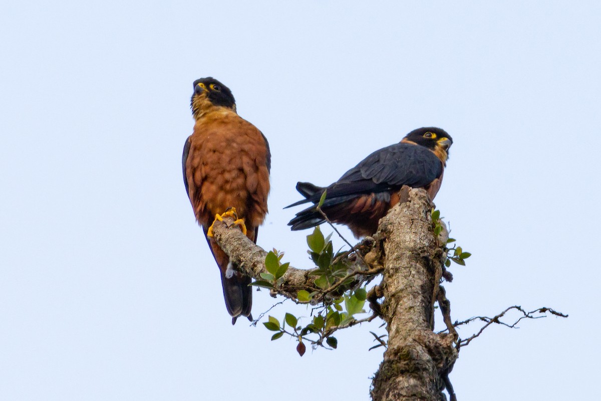 Oriental Hobby - ML645725990