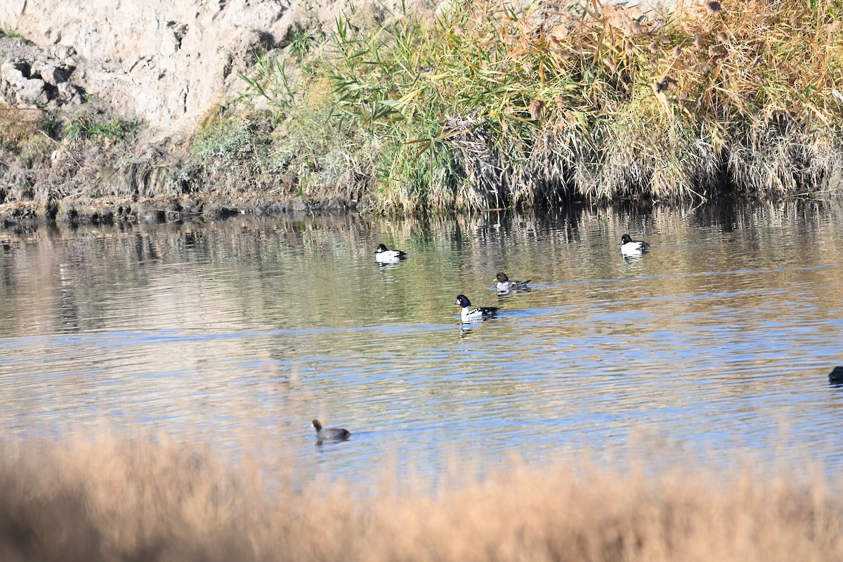Common Goldeneye - ML645725991