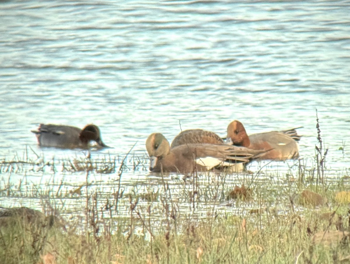American Wigeon - ML645725992