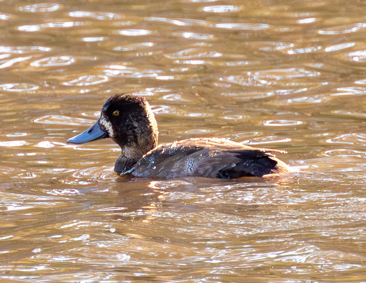 Lesser Scaup - ML645725993