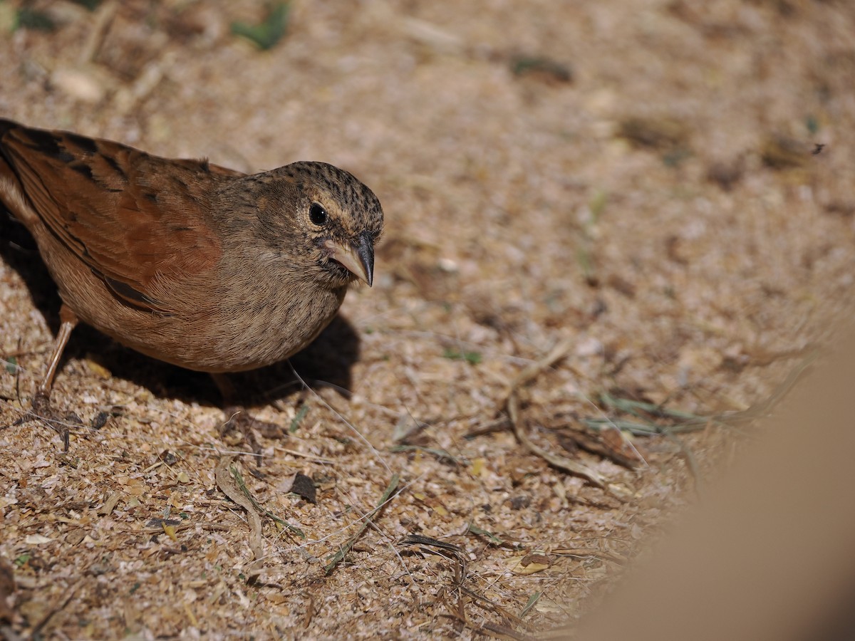 House Bunting - ML645725994