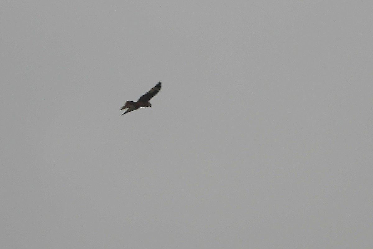 Red Kite - ML645725995