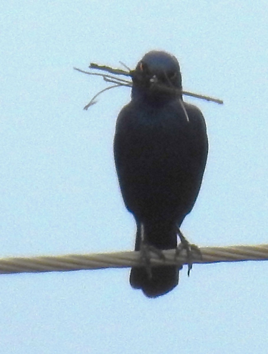 Hadada Ibis - ML645725997