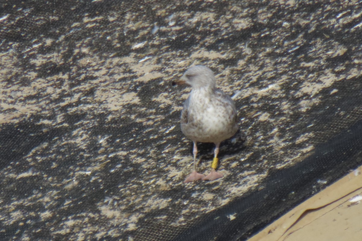 European Herring Gull - ML645725998