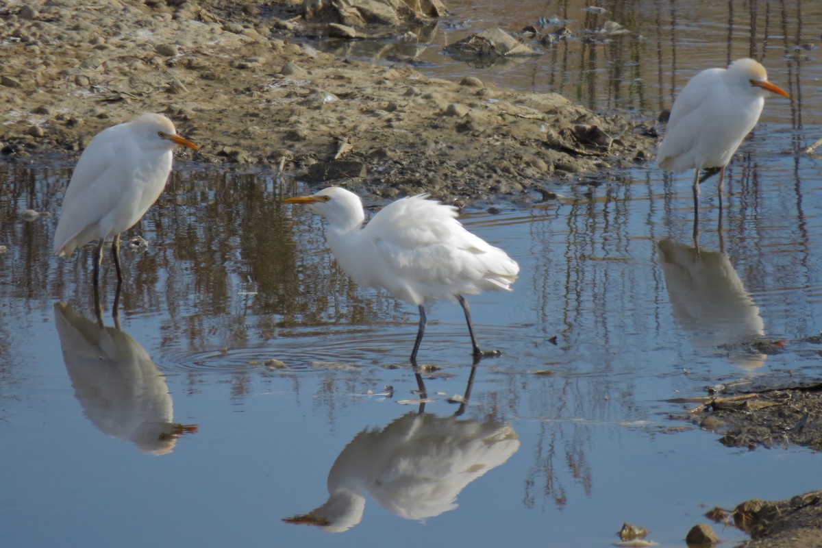 Western Cattle-Egret - ML645726002