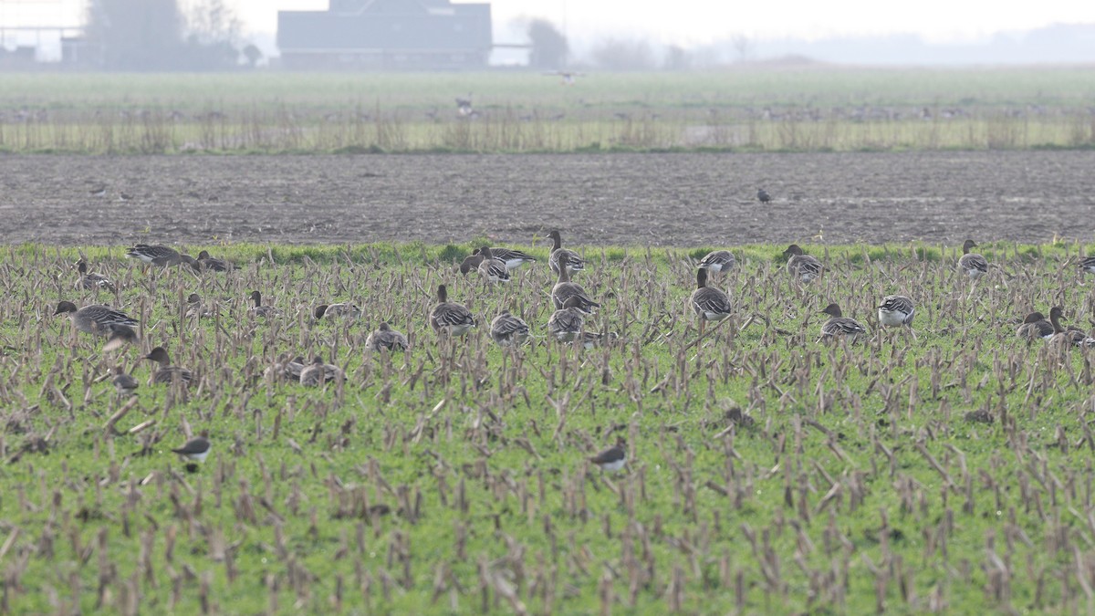 Tundra Bean-Goose - ML645726003