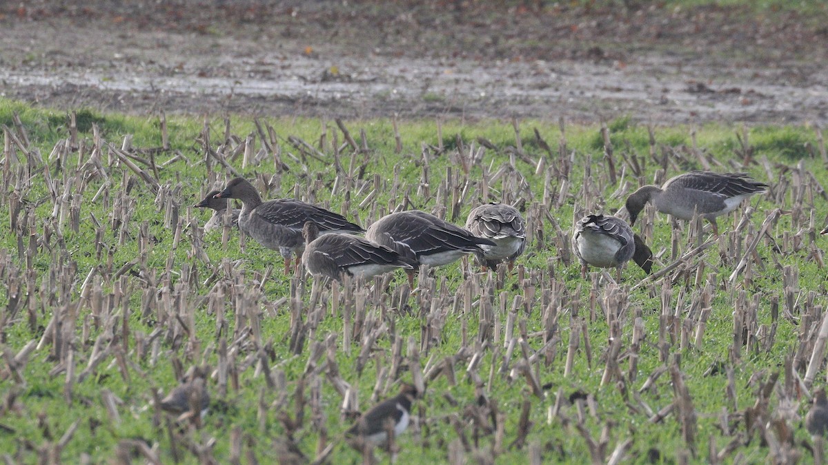 Tundra Bean-Goose - ML645726006