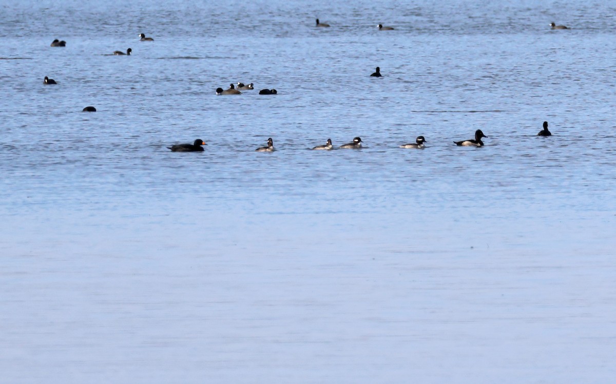 Black Scoter - ML645726007