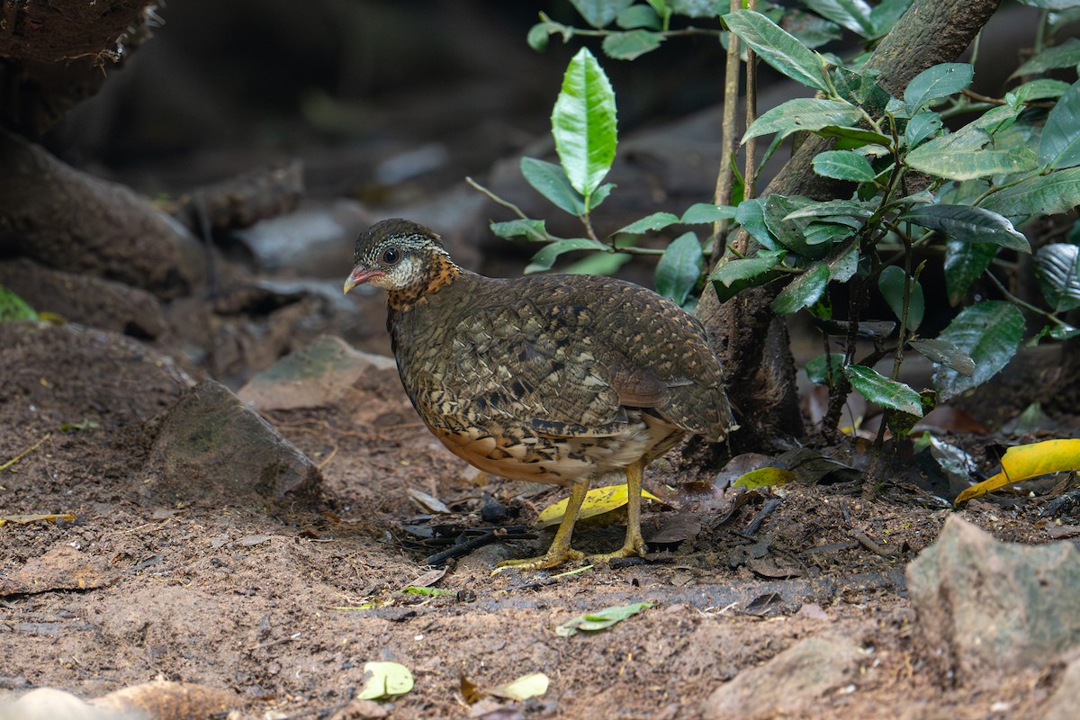 Scaly-breasted Partridge (Green-legged) - ML645726010