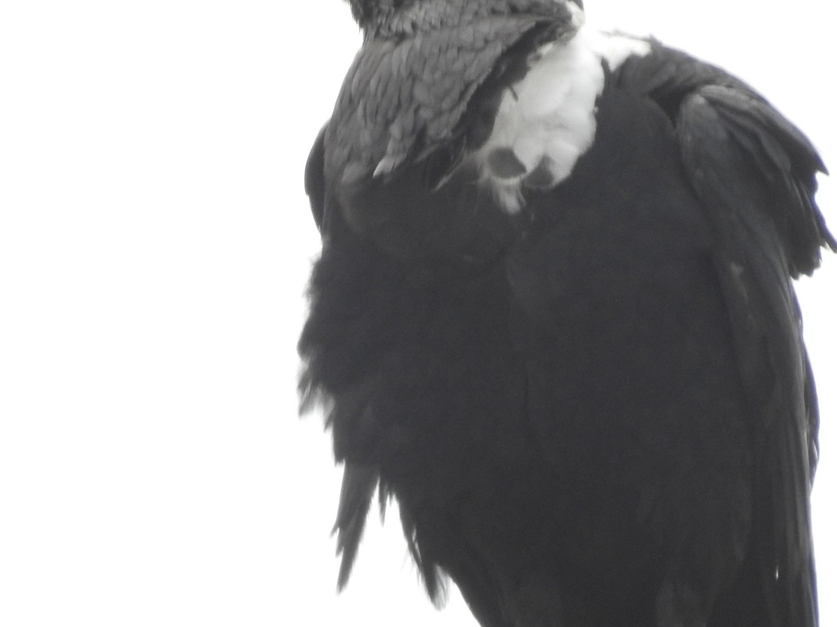 White-necked Raven - ML645726033