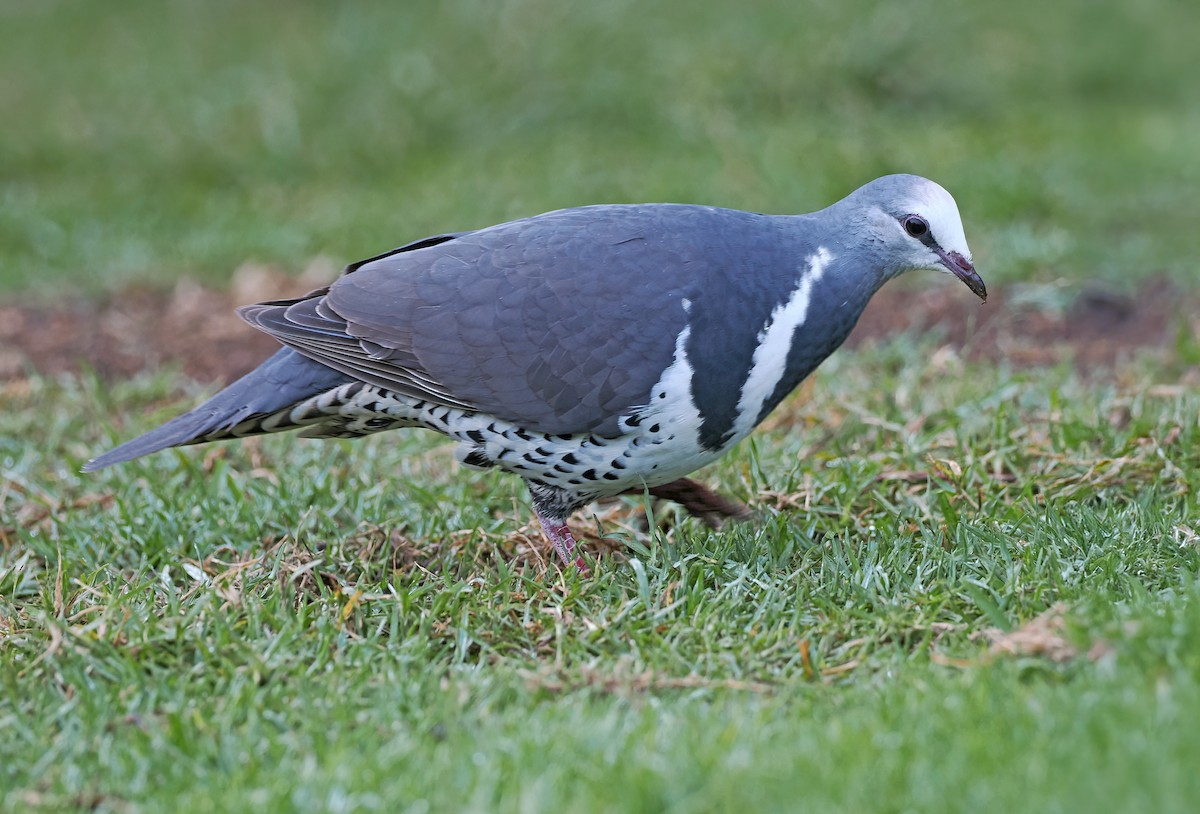 Wongataube - ML645726034