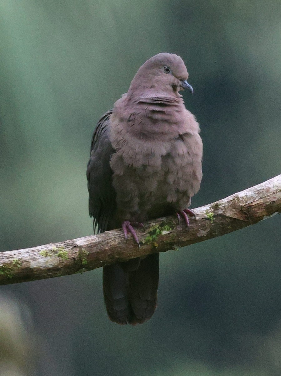 Свинцовый голубь - ML645726047