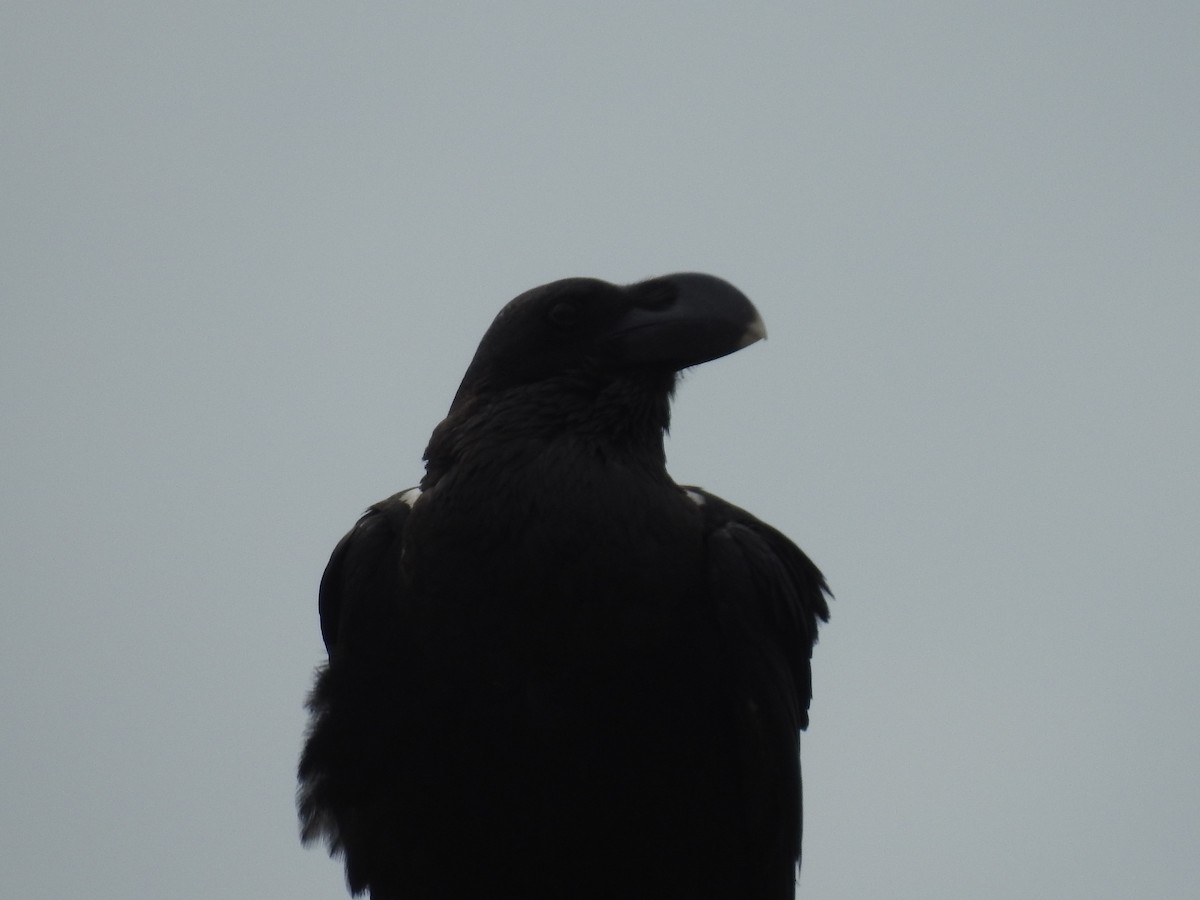 Белошейный ворон - ML645726048