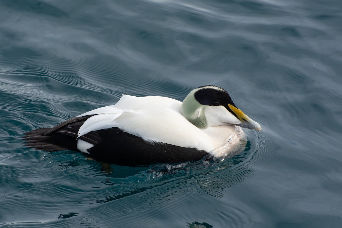 Гага - ML645726050