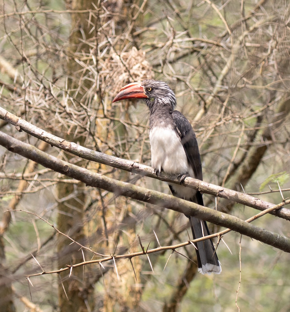 Коронованый токо - ML645726051